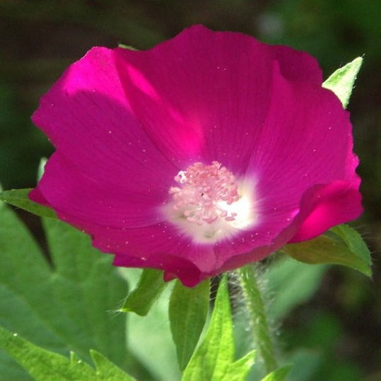 Purple Poppy Mallow – Carp Garden Centre - West Ottawa