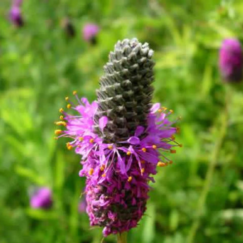 Purple Prairie Clover