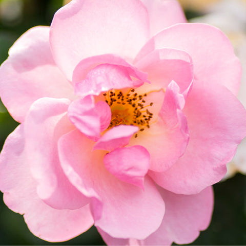 Rose 'Radgor' Peachy Knock Out