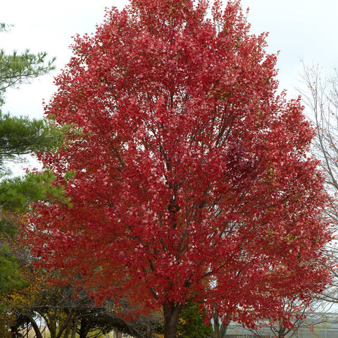 Red Maple WB