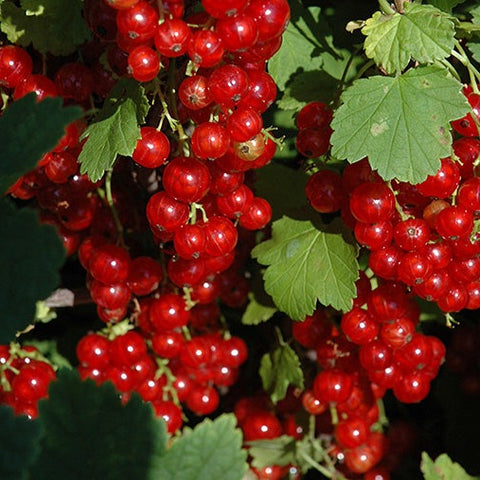 Red Currant 'Red Lake'