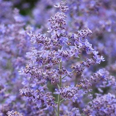 Russian Sage 'Bluesette'