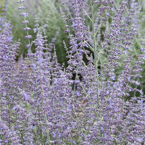 Russian sage ‘Prime Time’