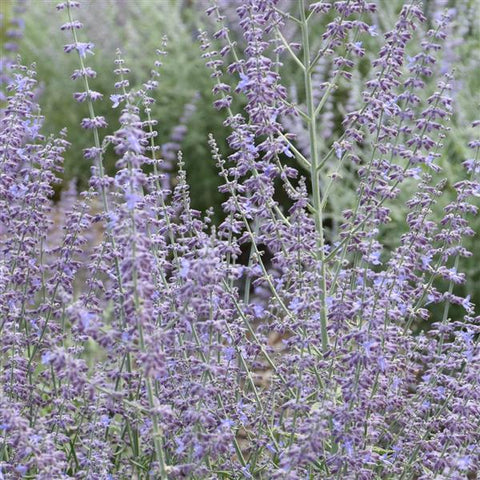 Russian sage ‘Prime Time’