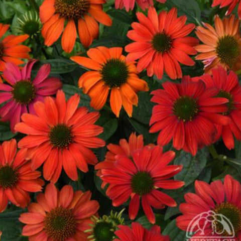 Coneflower 'Artisan Red Ombre'