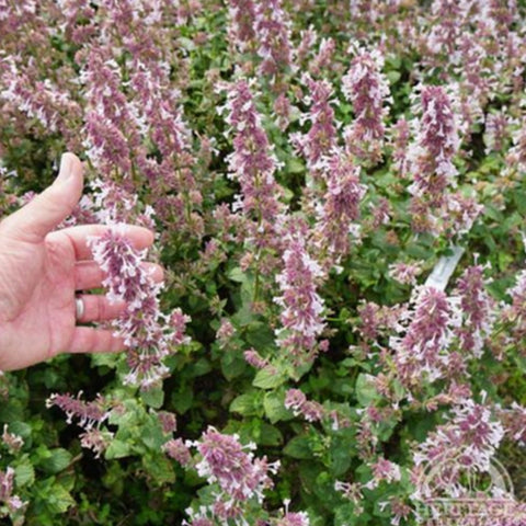 Catmint 'Whispurr Pink'
