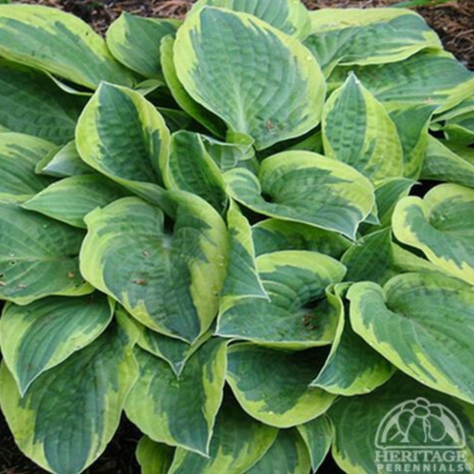 Hosta 'Bedazzled’