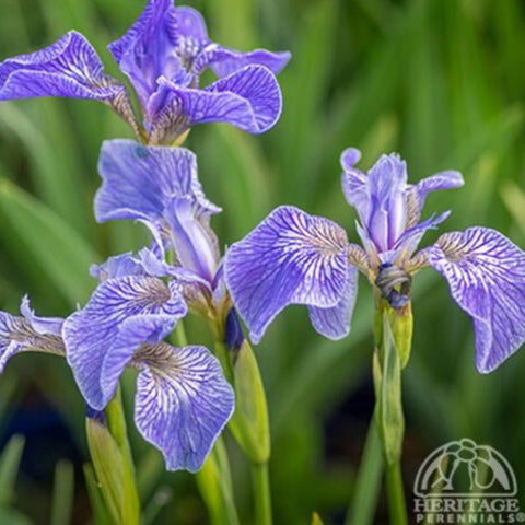 Iris 'Setosa Arctica'