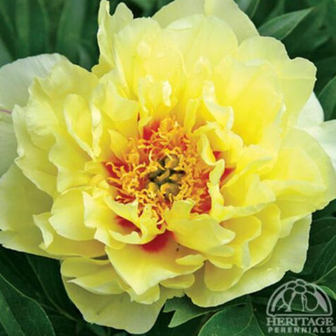 Peony Itoh 'Bartzella'