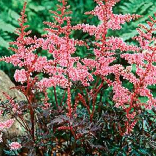 Astilbe 'Key West'…