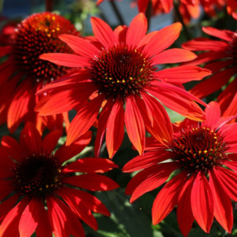 Coneflower 'Sangrita'
