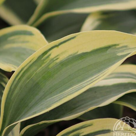 Hosta 'Firn Line'