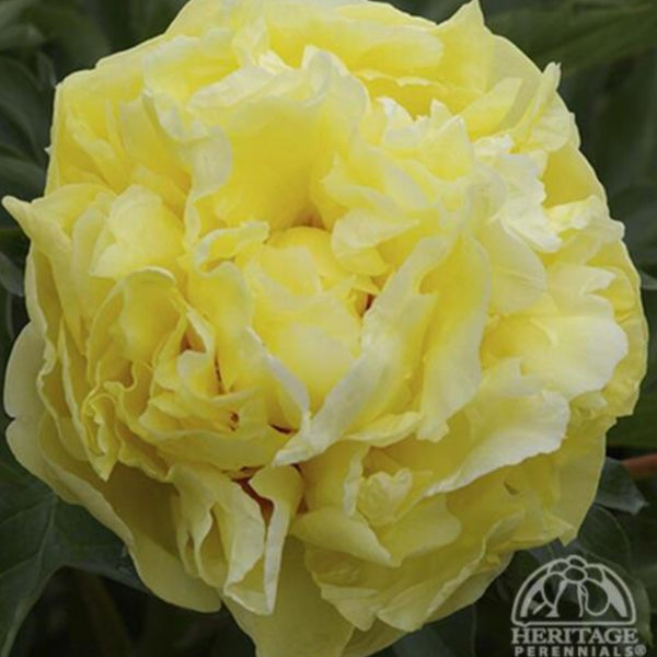 Peony 'Duchesse de Lorraine'