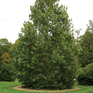 London Planetree 'Exclamation!'