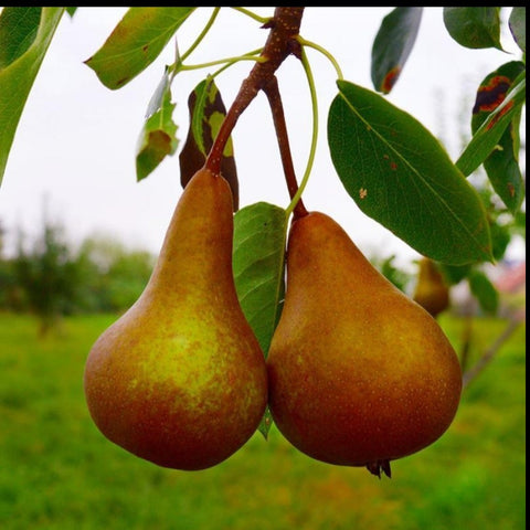 Pear Tree 'Bosc'