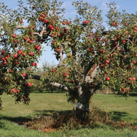 Apple Tree 'Red Delicious'