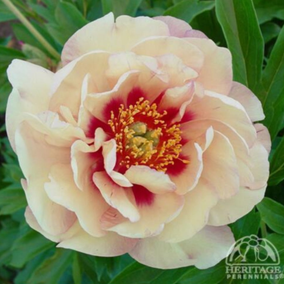 Peony 'Magical Mystery Tour'