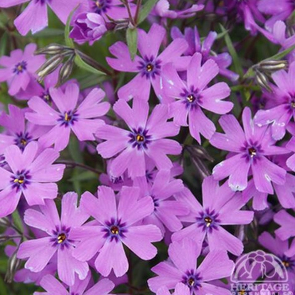 Phlox 'Purple Beauty'