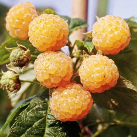 Raspberry 'Fall Gold'