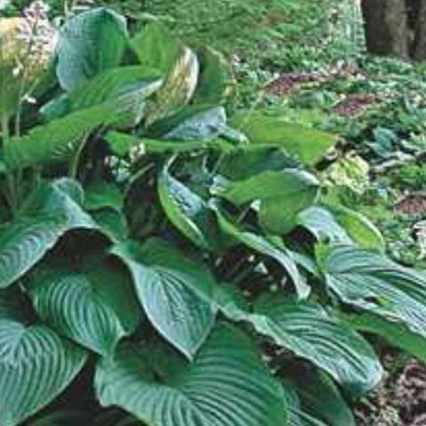 Hosta 'Empress Wu'