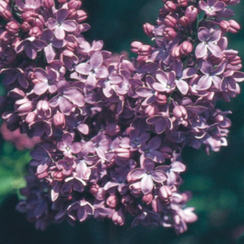 Lilac 'Nadezhda'