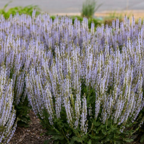 Salvia 'Perfect Profusion' PW