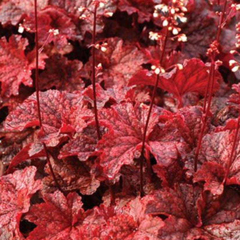 Heuchera 'Cajun Fire'