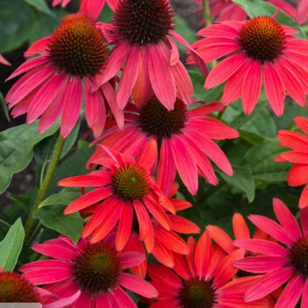 Coneflower 'Summersong Firefinch' PW