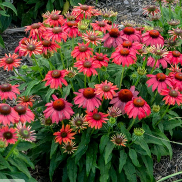 Coneflower 'Summersong Firefinch' PW
