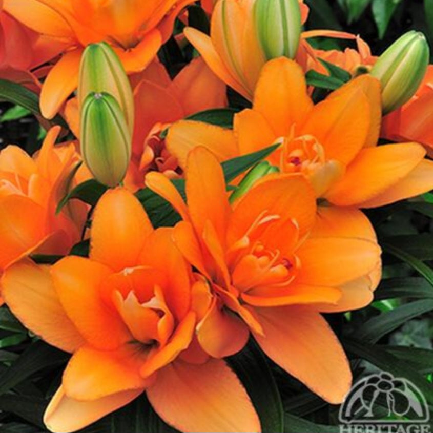 Lilium 'Tiny Double You'