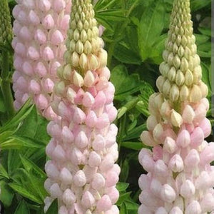 Lupine 'Blossom'