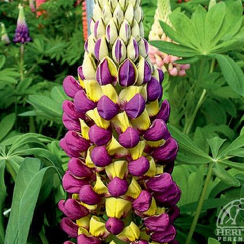 Lupine 'Manhattan Lights'
