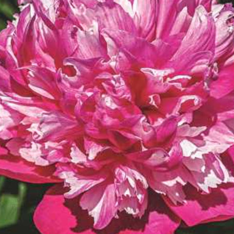 Peony 'Celebrity'