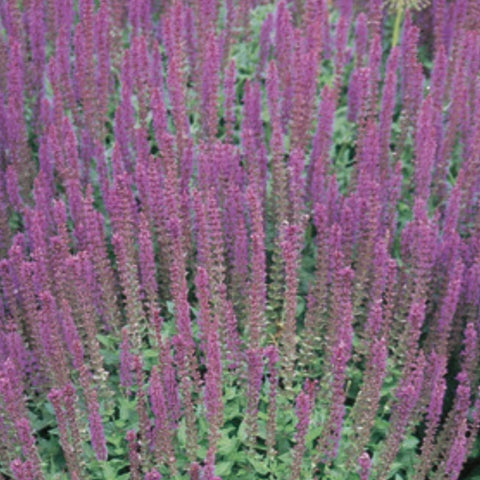 Salvia 'East Friesland'