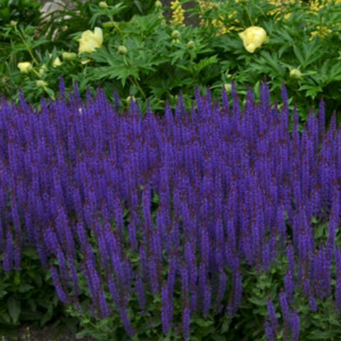 Salvia 'Violet Riot'