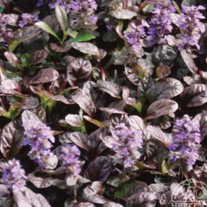 Bugleweed 'Mahogany Form'