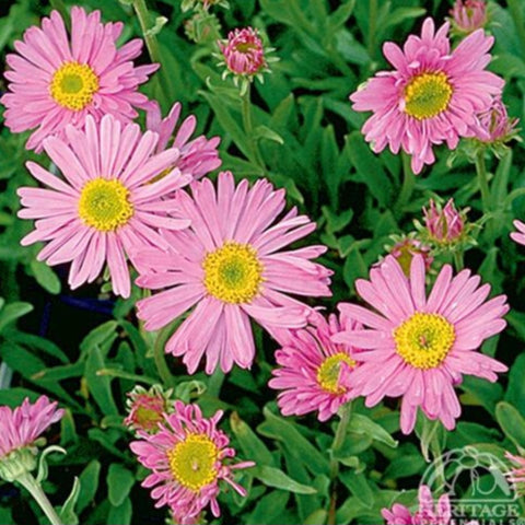 Aster 'Happy End'