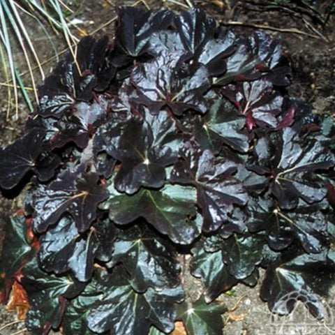 Heuchera 'Obsidian'