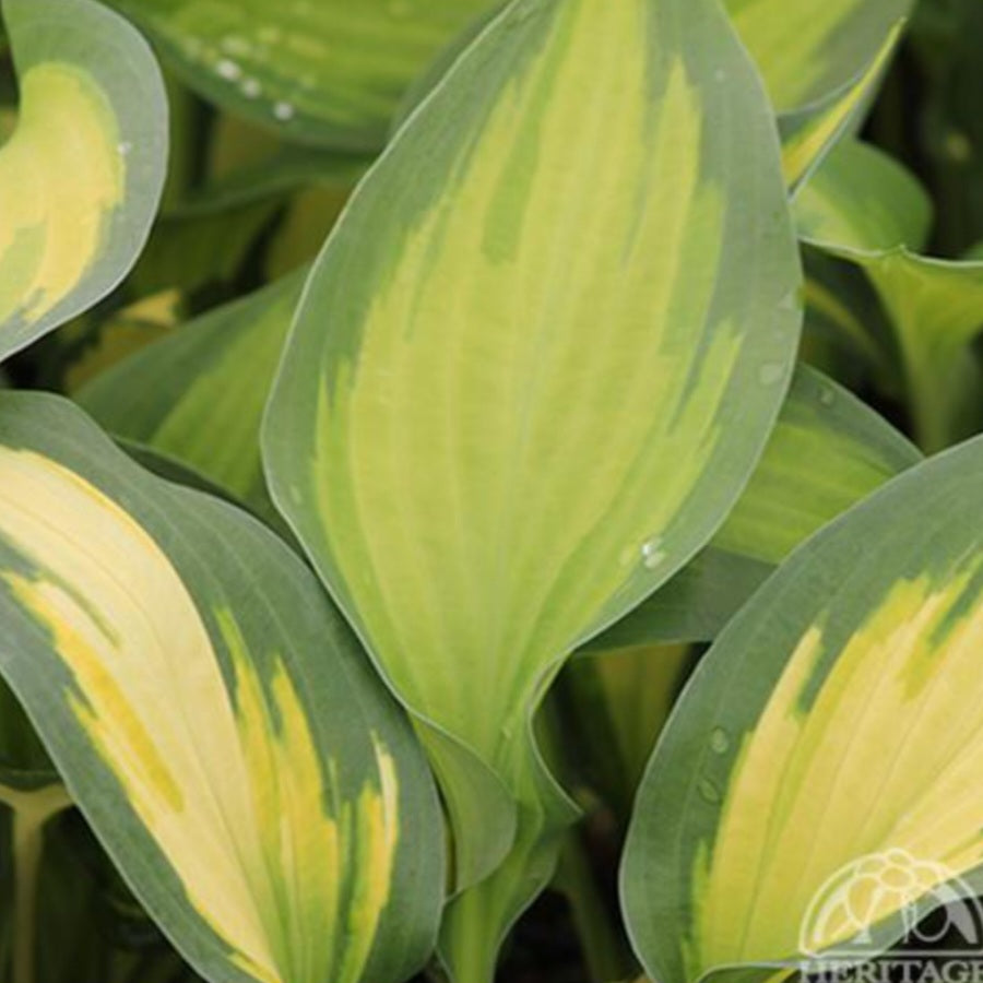 Hosta 'Forbidden Fruit'