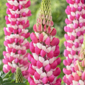 Lupine 'Rachel De Thame'