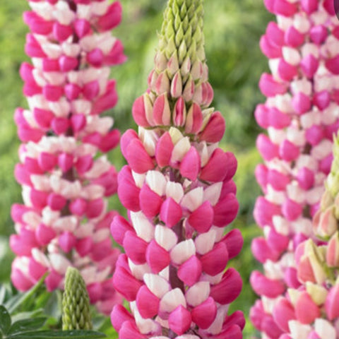 Lupine 'Rachel De Thame'