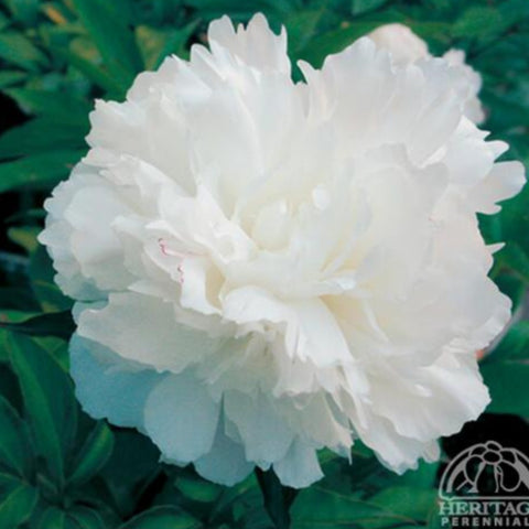 Peony 'Shirley Temple'