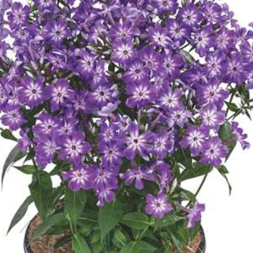 Phlox 'Early Purple Eye'