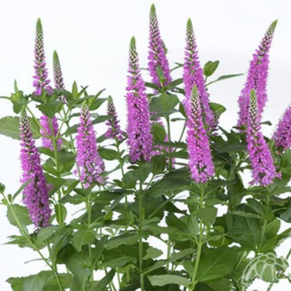 Veronica 'Ronica Fuchsia'