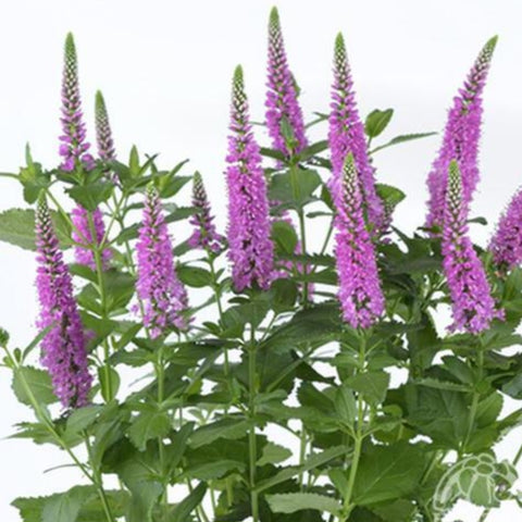 Veronica 'Ronica Fuchsia'