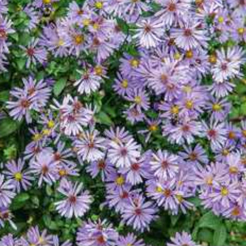 Aster 'Bluebird'