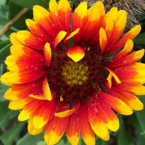 Gaillardia Spintop 'Red Starburst' 4"