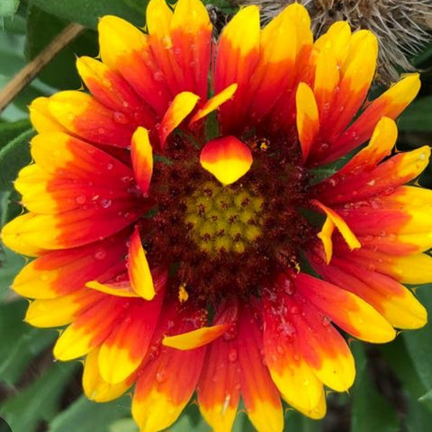 Gaillardia Spintop 'Red Starburst' 4"
