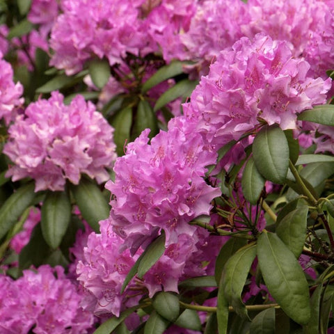 Rhododendron 'Roseum Elegans'