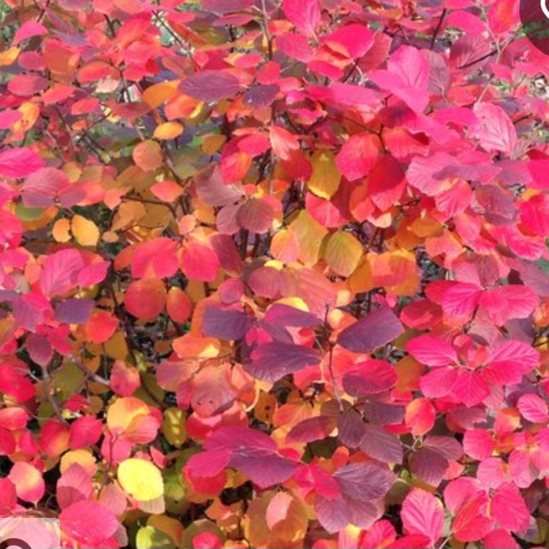 Bottlebrush 'Legend Of The Fall' – Carp Garden Centre - West Ottawa